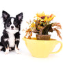 Pretty Lilo Teacup and loving boy.