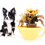 Pretty Lilo Teacup and loving boy.