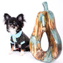 Birkin Doll Extreme Short Muzzle Boy