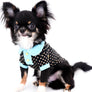 Birkin Doll Extreme Short Muzzle Boy