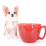 Stunning Teacup Enzo