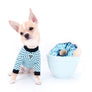 Liam Marcus Teacup Short Muzzle SC Boy
