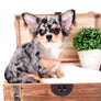 Stunning Short Muzzle Blue Merle Boy