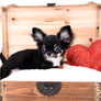 Birkin Doll Extreme Short Muzzle Boy