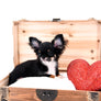 Birkin Doll Extreme Short Muzzle Boy