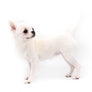 Akita White SC Girl