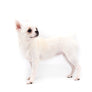 Akita White SC Girl
