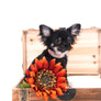 Birkin Doll Extreme Short Muzzle Boy