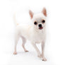Akita White SC Girl