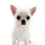 Akita White SC Girl