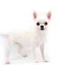 Akita White SC Girl