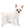 Akita White SC Girl