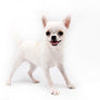 Akita White SC Girl