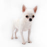 Akita White SC Girl
