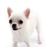 Akita White SC Girl