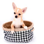 Liam Marcus Teacup Short Muzzle SC Boy