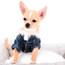 Liam Marcus Teacup Short Muzzle SC Boy