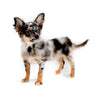 Armani Blue Merle Boy