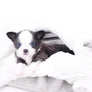 Rome Blue Lavender Blue Eyes Micro