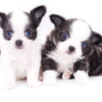 Rome Blue Lavender Blue Eyes Micro