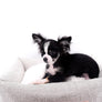 Pretty Lilo Teacup and loving boy.