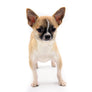 Zeus Extrem Short Muzzle Boy