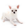 Akita White SC Girl