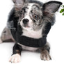 Marly Blue Merle LC Teacup Boy