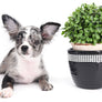 Marly Blue Merle LC Teacup Boy