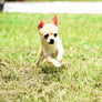 Micro SC Boy 6 months old