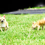 Micro SC Boy 6 months old
