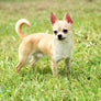 Micro SC Boy 6 months old
