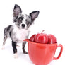 Marly Blue Merle LC Teacup Boy