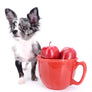 Marly Blue Merle LC Teacup Boy