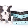 Rome Blue Lavender Blue Eyes Micro