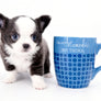 Rome Blue Lavender Blue Eyes Micro