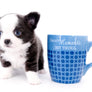 Rome Blue Lavender Blue Eyes Micro