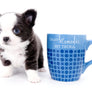 Rome Blue Lavender Blue Eyes Micro