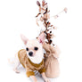 Liam Marcus Teacup Short Muzzle SC Boy