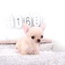Arian Micro Teacup Extreme Short Muzzle Boy
