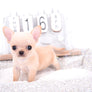 Arian Micro Teacup Extreme Short Muzzle Boy