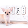 Akita Extreme Short Muzzle Girl
