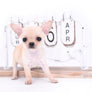 Akita Extreme Short Muzzle Girl