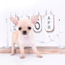 Akita Extreme Short Muzzle Girl