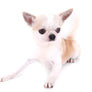 GCH Gold