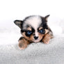 Nataly Blue Merle Blue Eyes Girl