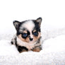 Nataly Blue Merle Blue Eyes Girl