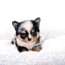Nataly Blue Merle Blue Eyes Girl