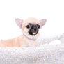 Milan West Teacup SC Blue Fawn Boy