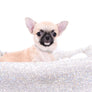 Milan West Teacup SC Blue Fawn Boy